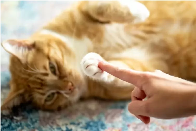 Um gesto simples pode melhorar a comunicação com seu gato, diz estudo