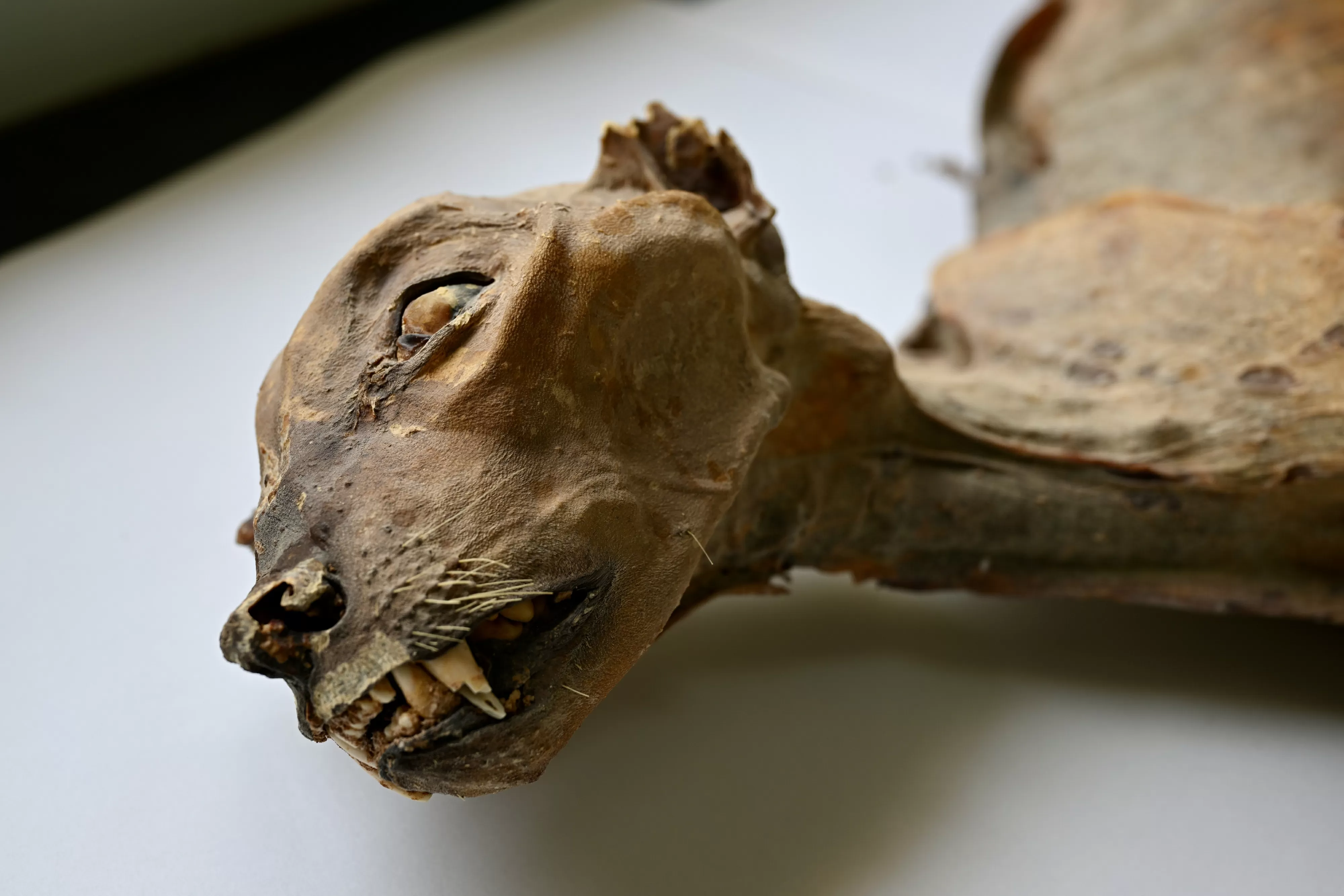 Guepardos mumificados por 4 mil anos são encontrados em caverna