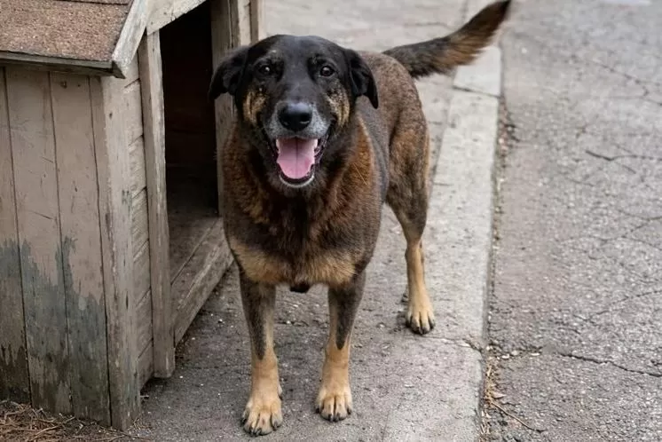 A morte do cão Orelha: como explicar tamanho ato de violência?