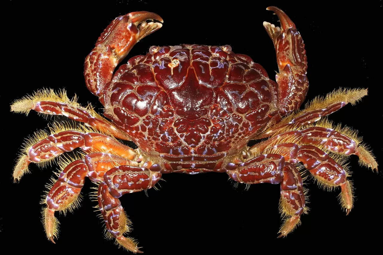 O que é o ‘caranguejo do diabo’ que matou influenciadora nas Filipinas