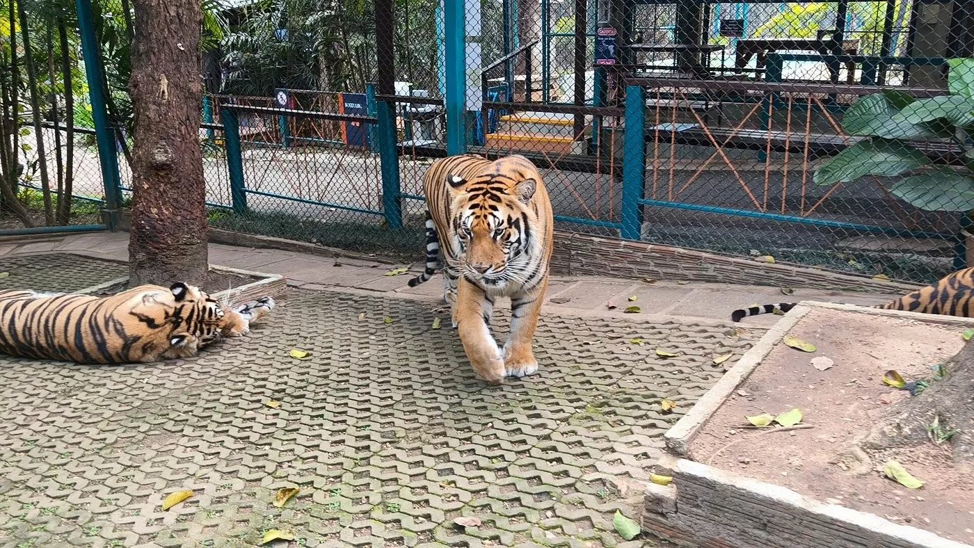 O vírus por trás da morte de 72 tigres em zoológico na Tailândia