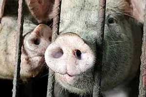 Reino Unido detecta primeiro caso humano de vírus semelhante à gripe suína