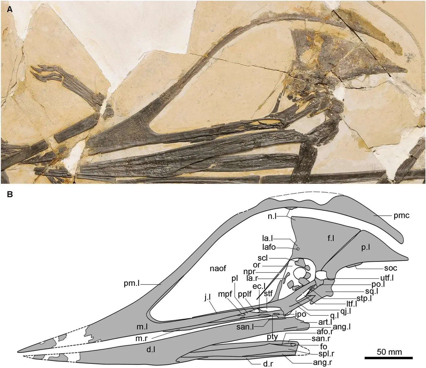 Pesquisadores brasileiros e chineses anunciam nova espécie de dinossauro