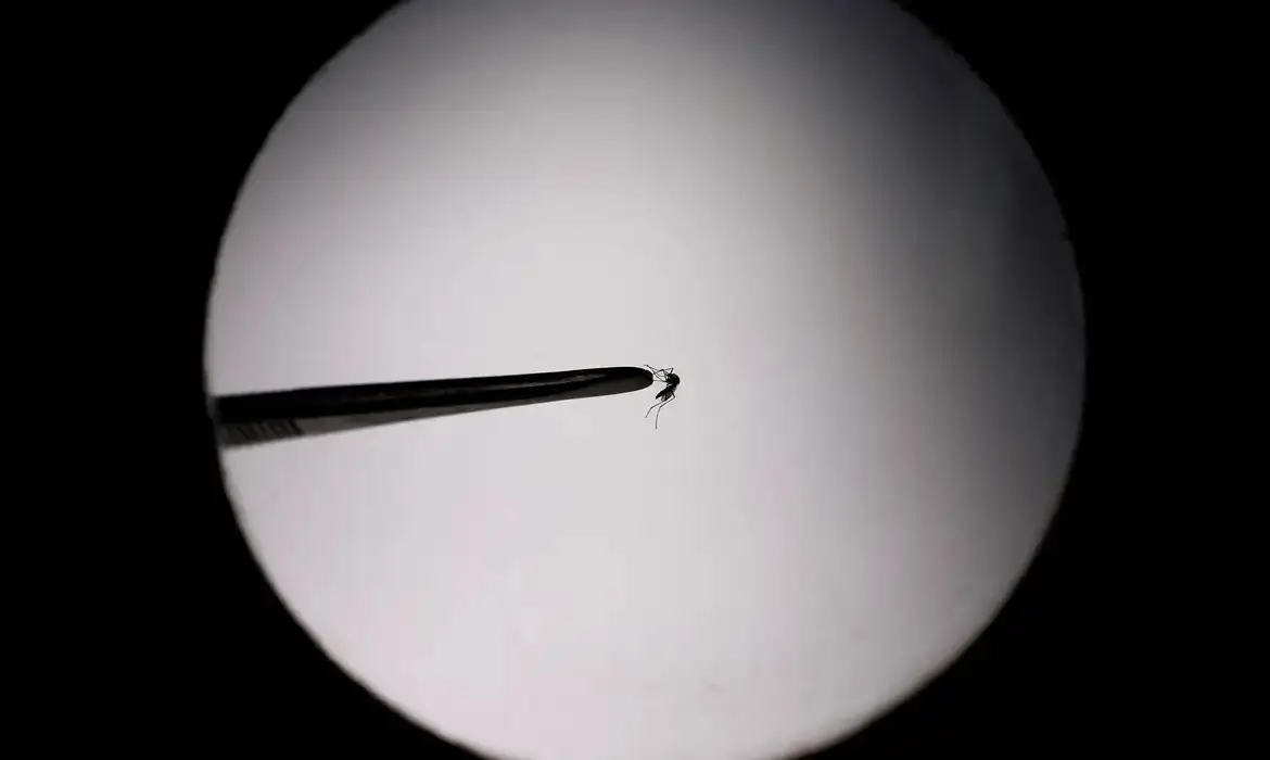 Brasil tem recorde de mortes por dengue em 2023