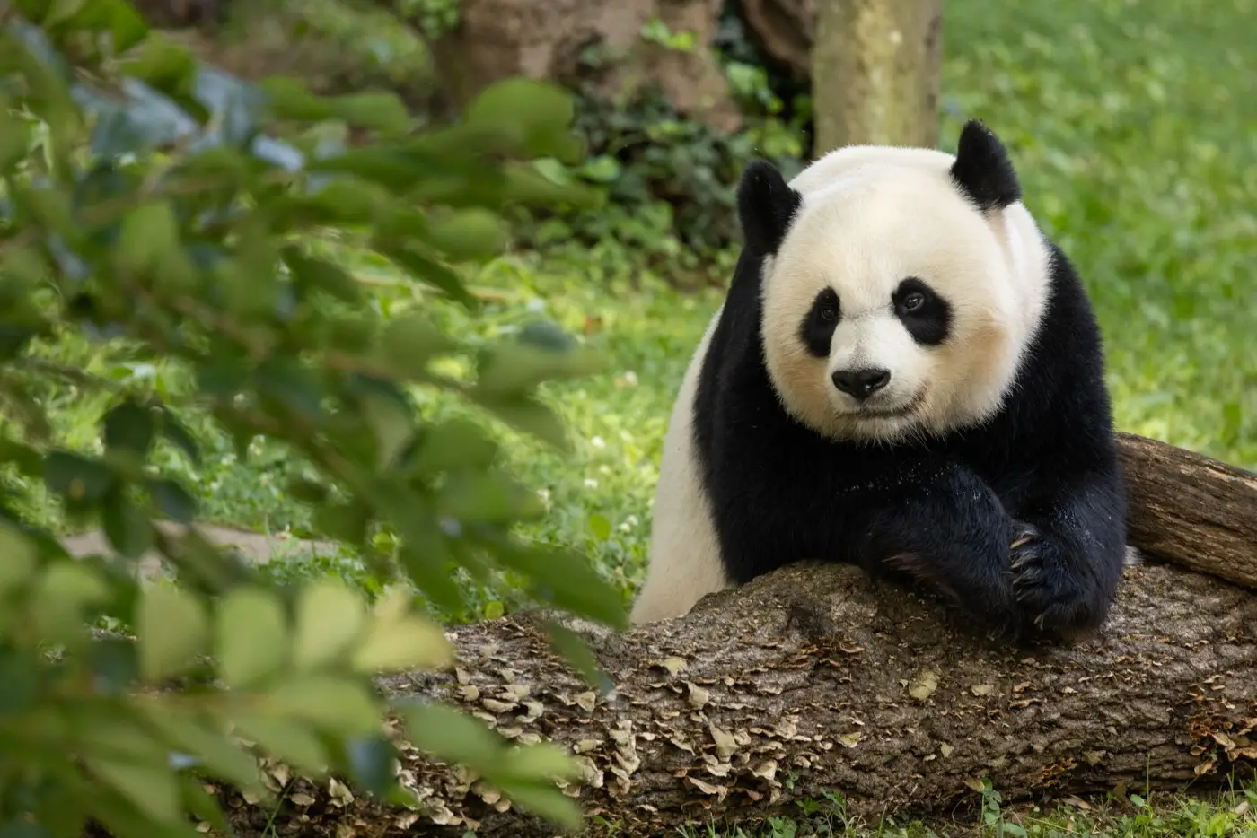 Os pandas gigantes e o possível reinício de uma grande amizade
