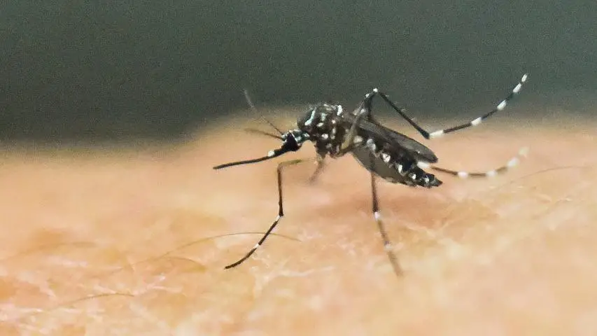 Zika: Butantan retoma desenvolvimento de vacina para gestantes