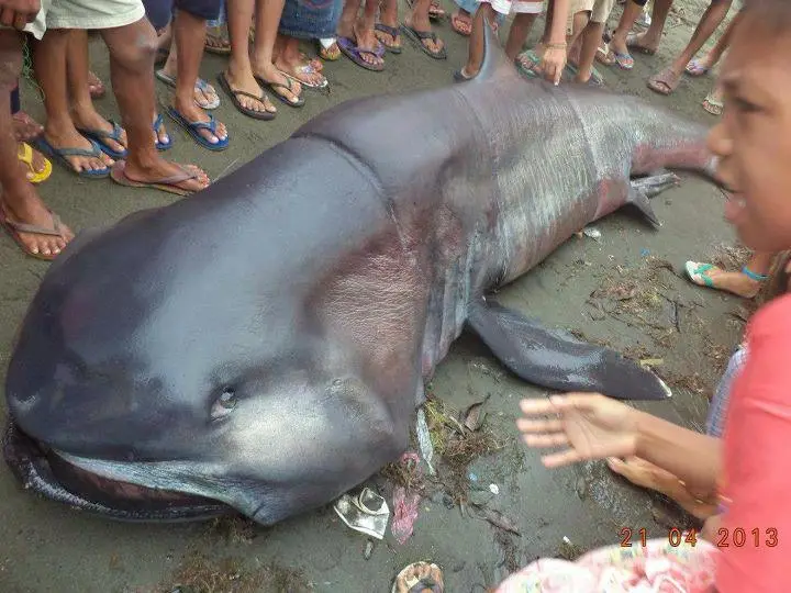 Fêmea grávida de espécie rara de tubarão é encontrada nas Filipinas