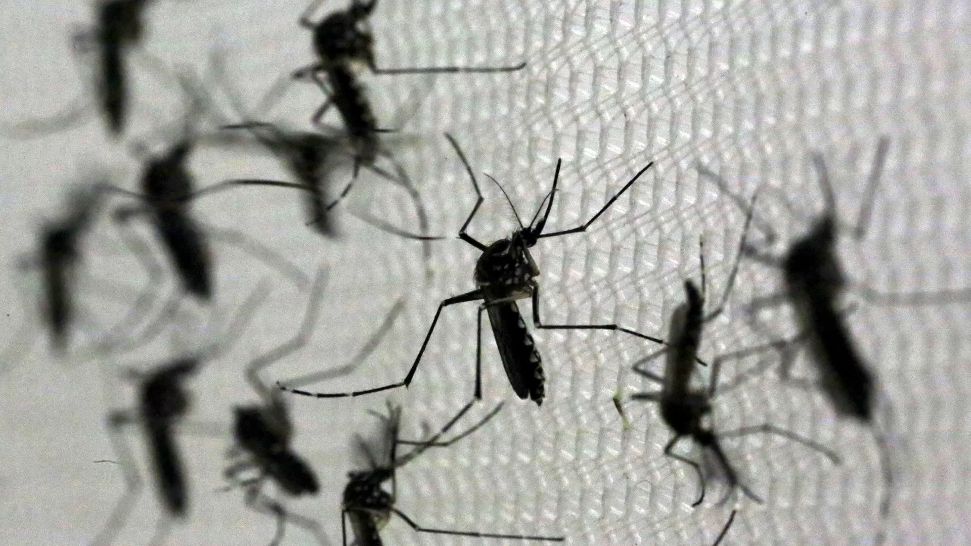 OMS manifesta preocupação com a propagação da dengue no Brasil