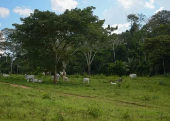 Aplicativo financiado pela Noruega rastreia cadeia de produção da pecuária