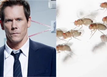 Gene descoberto em moscas é batizado em homenagem a Kevin Bacon; entenda