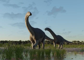 Descoberto na Patagônia, novo titanossauro é 10 vezes menor que anteriores