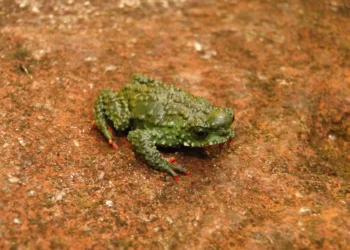 Intempéries ameaçam 10% das espécies de vertebrados terrestres no mundo