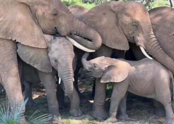 Elefantes utilizam nomes para se comunicar, diz pesquisa