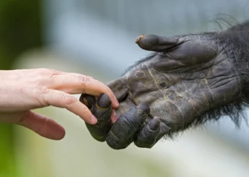 Sequenciamento genético de primatas ajuda a entender evolução humana