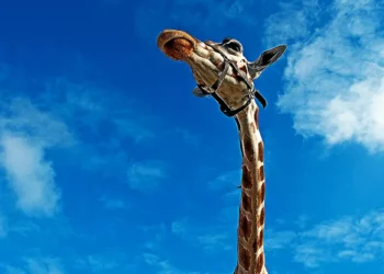 Pesquisa aponta motivo por trás do pescoço longo das girafas