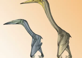 Voadores ou planadores? Estudo explica como os pterossauros voavam