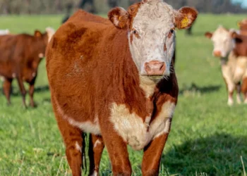 “O Futuro da Economia no Mercado Imobiliário: Experiências Positivas”