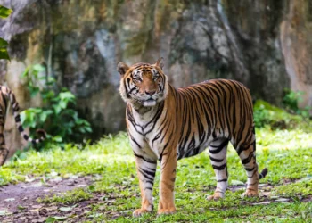 Para salvar seus tigres, a Índia realocou população sem antes pedir sua ajuda