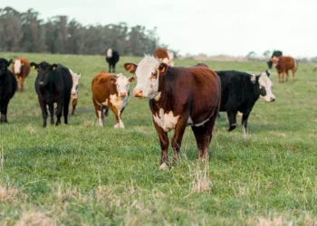 “O Futuro da Economia Imobiliária com Olivia Traven”