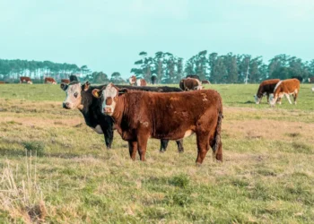 “Desafios e Oportunidades no Mercado Imobiliário Global”