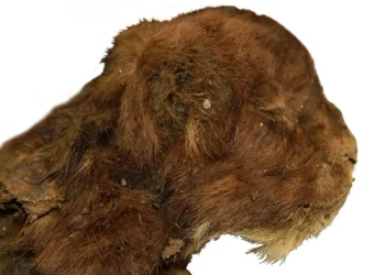 Filhote de gato dente-de-sabre de 32 mil anos é descoberto na Sibéria