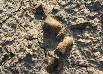 Fezes fossilizadas ajudam a desvendar sucesso dos dinossauros na Terra