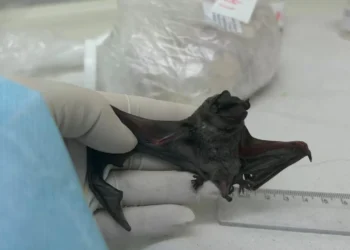 Encontrado primeiro coronavírus semelhante ao MERS em morcegos na América do Sul