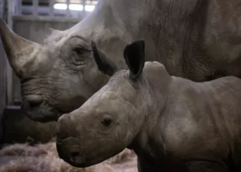 Filhote de rinoceronte-branco é recebida pelo público em zoológico na Bélgica