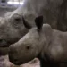 Filhote de rinoceronte-branco é recebida pelo público em zoológico na Bélgica