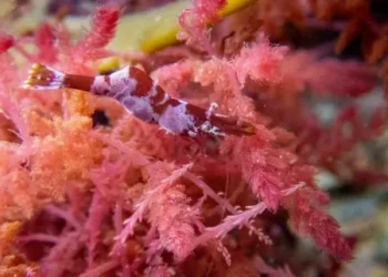 Camarão-camaleão é capaz de se camuflar mesmo em espécies invasoras de algas, aponta estudo