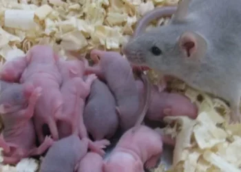 Filhos concebidos por dois pais? Estudo abre perspectivas e preocupações