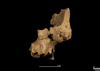 Fóssil revela parte de rosto humano mais antiga já encontrada na Europa