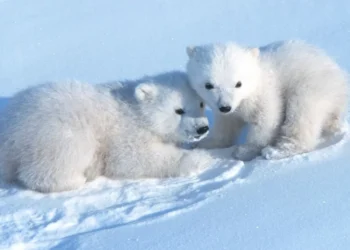 Em registro raro, filhotes de urso-polar saem da toca pela primeira vez; assista