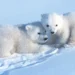 Em registro raro, filhotes de urso-polar saem da toca pela primeira vez; assista