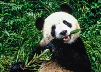 Por que os pandas preferem bambu à carne?