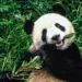Por que os pandas preferem bambu à carne?