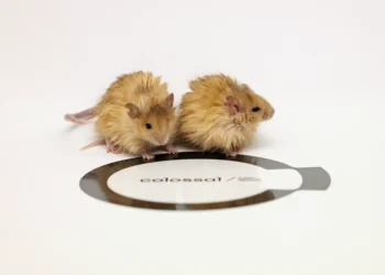 Ratos Lanosos: avanço na volta dos mamutes ou exagero científico?