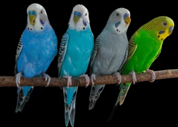 Cérebros de pássaros revelam segredos da fala