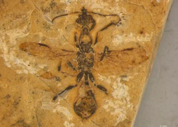 Fóssil de formiga mais antigo do mundo é descoberto no Ceará