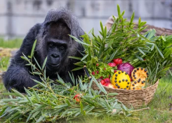 Gorila em cativeiro mais velha do mundo faz aniversário em Berlim