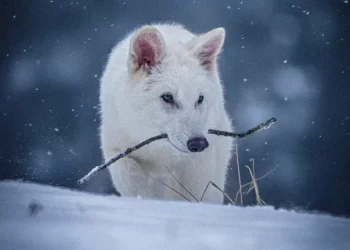 Estamos revivendo espécies extintas ou apenas criando réplicas modernas?
