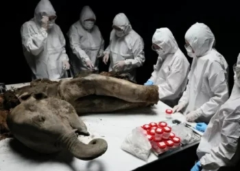 Filhote de mamute com 130 mil anos é dissecado na Sibéria