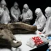 Filhote de mamute com 130 mil anos é dissecado na Sibéria