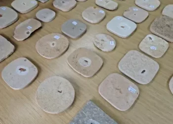 Fósseis de insetos com 100 milhões de anos voltam para o Brasil