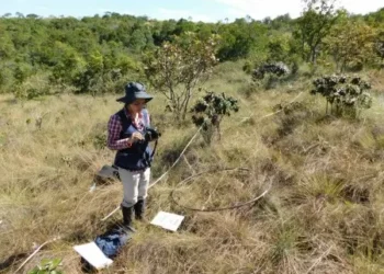 Restauração ecológica: estudo indica caminho para recuperação de campos naturais e savanas