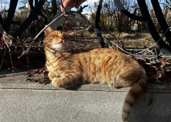 O que está por trás da cor laranja dos gatos, de acordo com os cientistas
