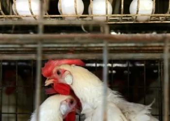 Boa notícia: teste descarta gripe aviária em trabalhador de Montenegro no RS