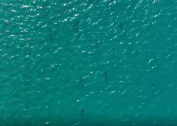 Tubarões ameaçados de extinção aparecem em Ilha Grande, no Rio