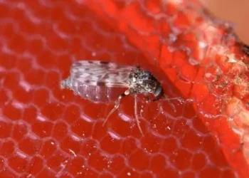 RJ registra primeira morte por febre oropouche; entenda doença