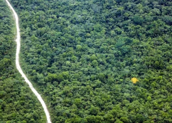 Estudo propõe nova estratégia para preservar diversidade genética da Amazônia